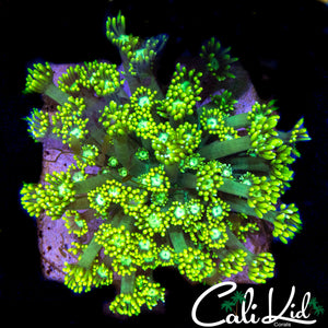 BI COLOR GONI COLONY
