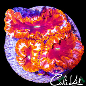 GOLD RIM BLASTO TRIPLE