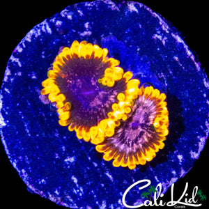 JF ACID REFLUX DOUBLE