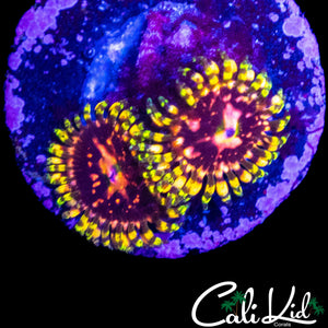 CK KRAK KILLER ZOA DOUBLE
