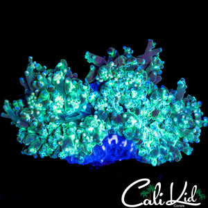 AQUACULTURED BI COLOR BRANCHING HAMMER