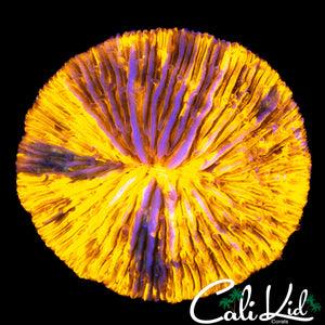 PURPLE / GOLD FUNGIA