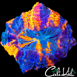 5 COLOR ACANTHO (RARE)