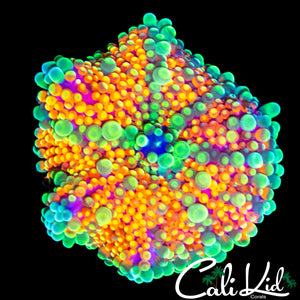 CK ACID TRIP MUSHROOM