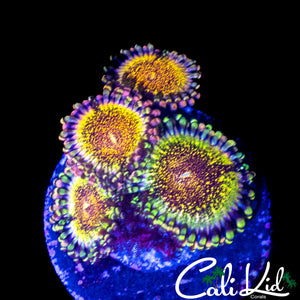 DEATH STAR ZOA QUAD