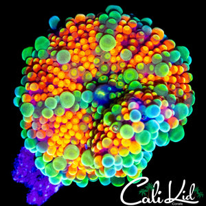 CK ACID TRIP MUSHROOM