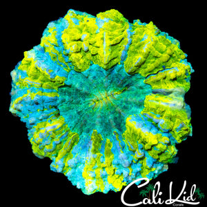 TRUE YELLOW ACANTHO (VERY BRIGHT)