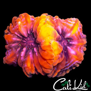 RARE CYNARINA DOUBLE