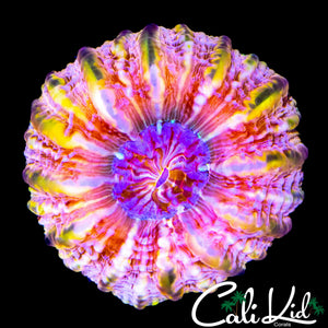 RARE RAINBOW CYNARINA