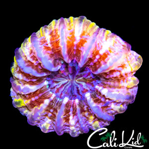 RARE RAINBOW CYNARINA