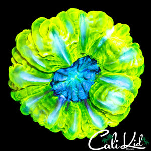 TRI COLOR CYNARINA