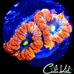 TRI COLOR BLASTO DOUBLE