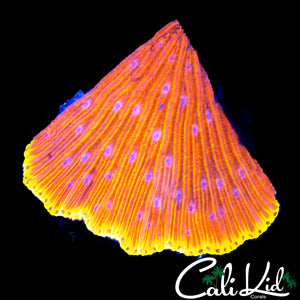 CK FLAMETHROWER DIASERIS FRAG