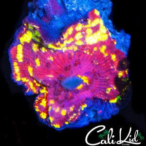 STARRY NIGHT MUSHROOM