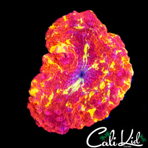 COOL PATTERN ECLECTUS MUSHROOM