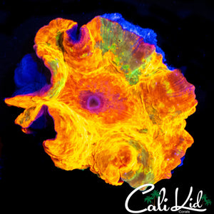RARE CANDY CRUSH MUSHROOM