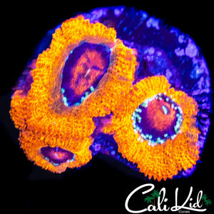 RAINBOW EYE MICROMUSSA