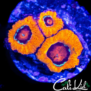 RAINBOW EYE MICROMUSSA