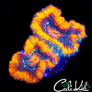 ULTRA ACAN DOUBLE