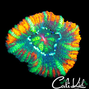 ULTRA ACAN MORPH