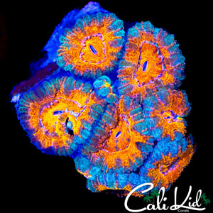 ULTRA ACAN MINI COLONY