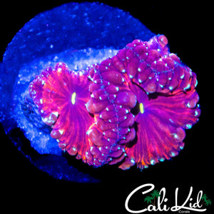 ULTRA BUBBLE BLASTO TRIPLE