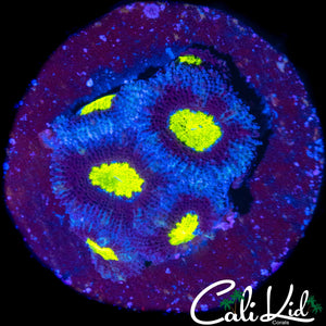 GOLDEN EYE MICROMUSSA