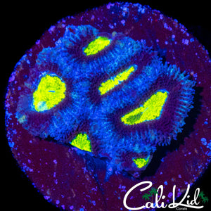 GOLDEN EYE MICROMUSSA