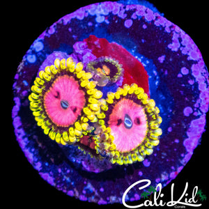 RRU OG PINK DIAMOND QUAD