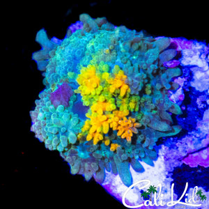 RARE AQUACULTURED RAINBOW MUSHROOM