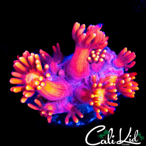 BI COLOR GONI