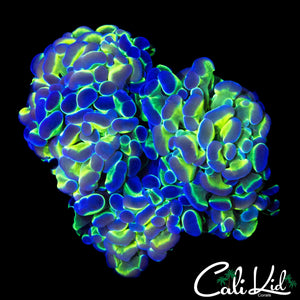 HOLOGRAM TYPE HAMMER TRIPLE