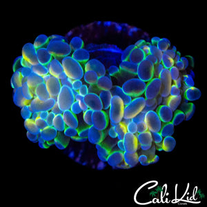 HOLOGRAM HAMMER DOUBLE