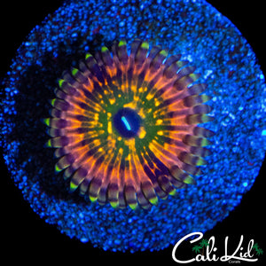 CK MONSTER INC ZOA