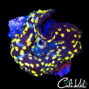 STARRY NIGHT MUSHROOM