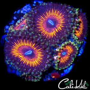ULTRA ZOA MINI COLONY