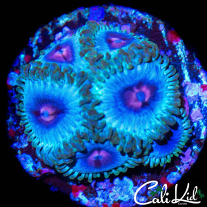 MIAMI VICE TYPE ZOA MINI COLONY