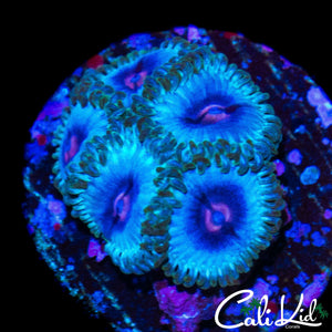 MIAMI VICE TYPE ZOA MINI COLONY