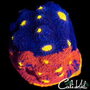 HALF & HALF RAINBOW CHALICE COLONY