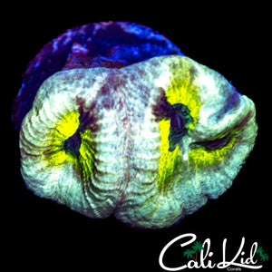 CK UNRELEASED FAVIA