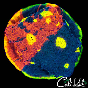 SC DYNAMITE CHALICE COLONY