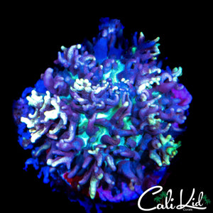 CK MAGNETO MUSHROOM