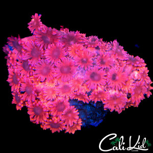 PINK HIGHLIGHTER GONI COLONY
