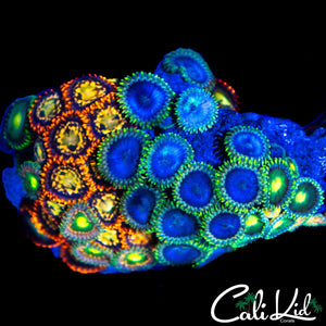 ASSORTED ZOA ROCK