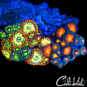 ASSORTED ZOA ROCK