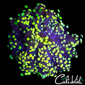 TRUE YELLOW BRANCHING FROGSPAWN