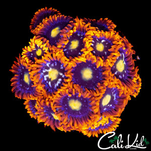 ASSORTED ZOA COLONY