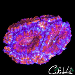 ULTRA PATTERN ACAN MINI COLONY