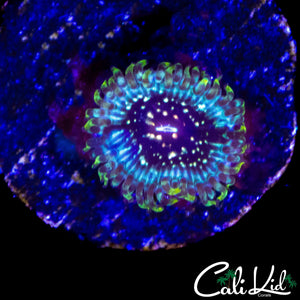CK HELLRAZOR ZOA