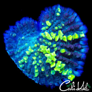 AQUACULTURED UNRELEASED CK BOUNCE MUSHROOM